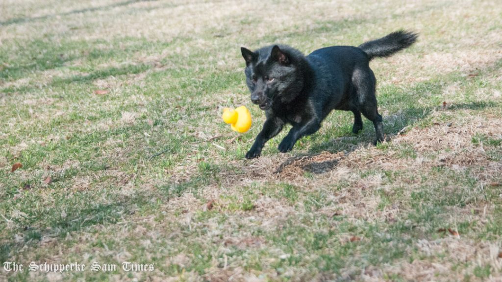 プチ黒い弾丸スキッパーキ スキッパーキ まっ黒犬のサム タイムズ プチ黒い弾丸スキッパーキ スキッパーキ まっ黒犬のサム タイムズ