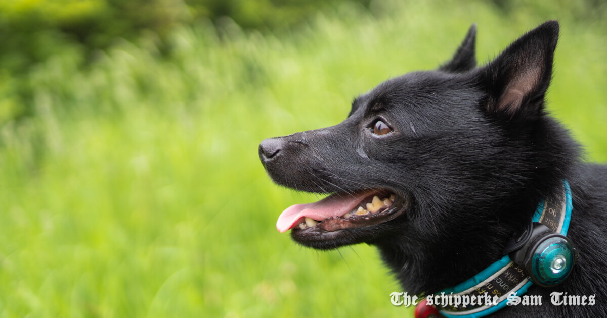 サムと飛行犬撮影会に行ってみる