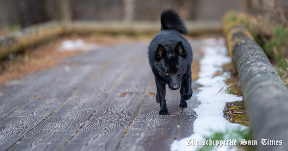 雪の上のサム