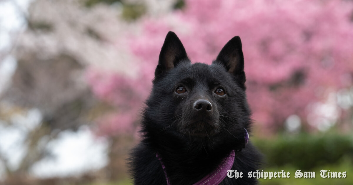 スキッパーキと白柴犬