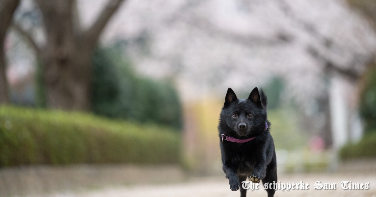 散歩でサムに反応する犬