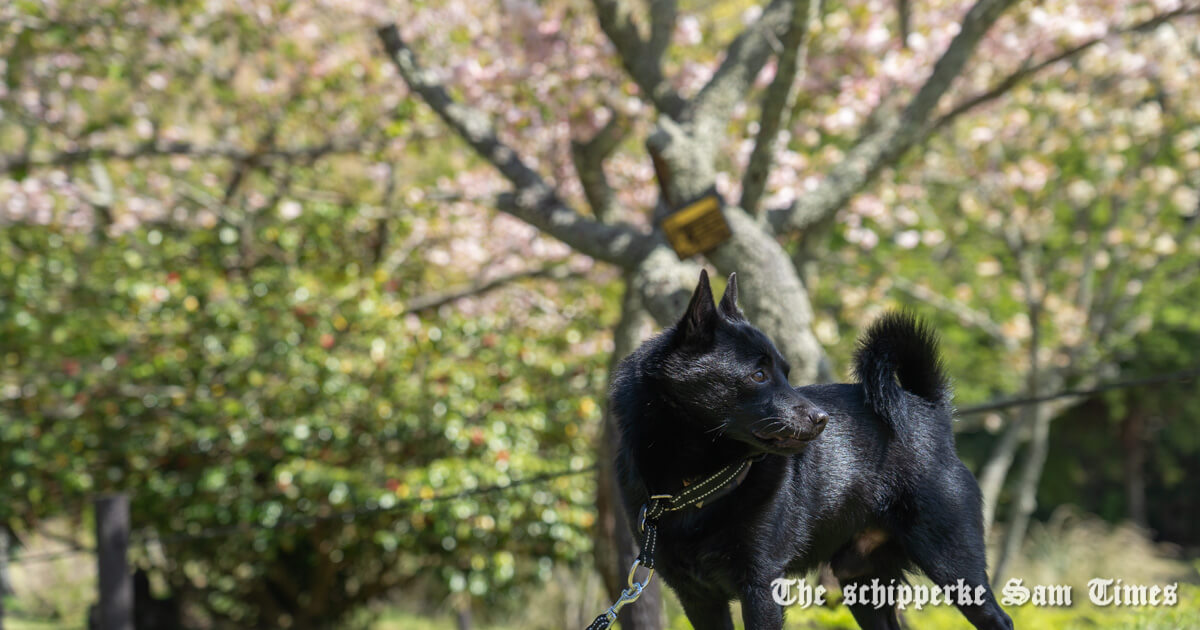 サムとグレートピレネーズ