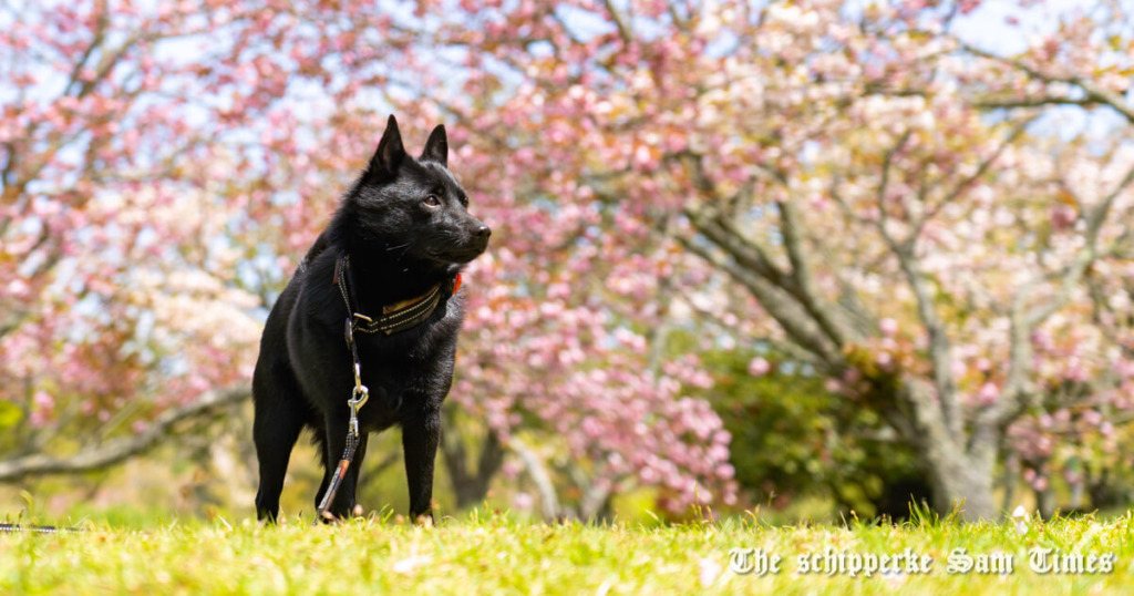 スキッパーキはどんな犬?