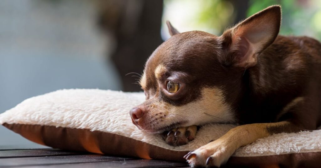 チワワを飼うんじゃなかったと感じる理由