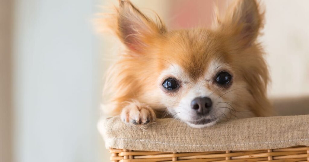 チワワを飼って後悔する前に知っておくこと