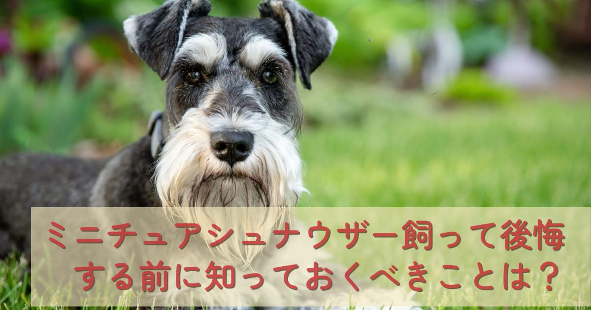 ミニチュアシュナウザー飼って後悔する前に知っておくべきことは？