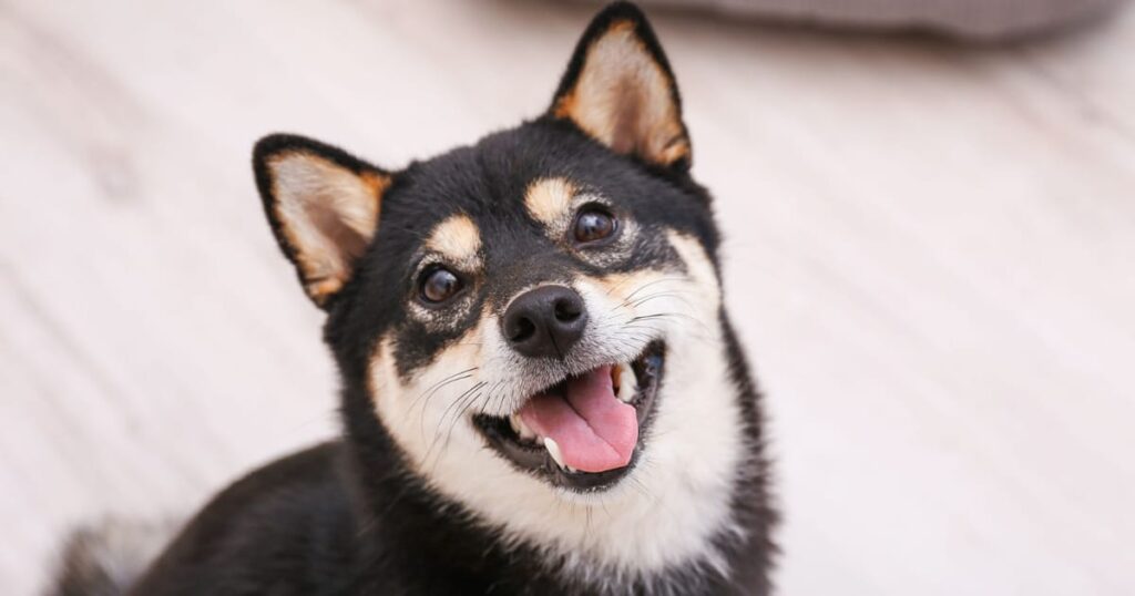 柴犬の特徴と飼うことの難しさ