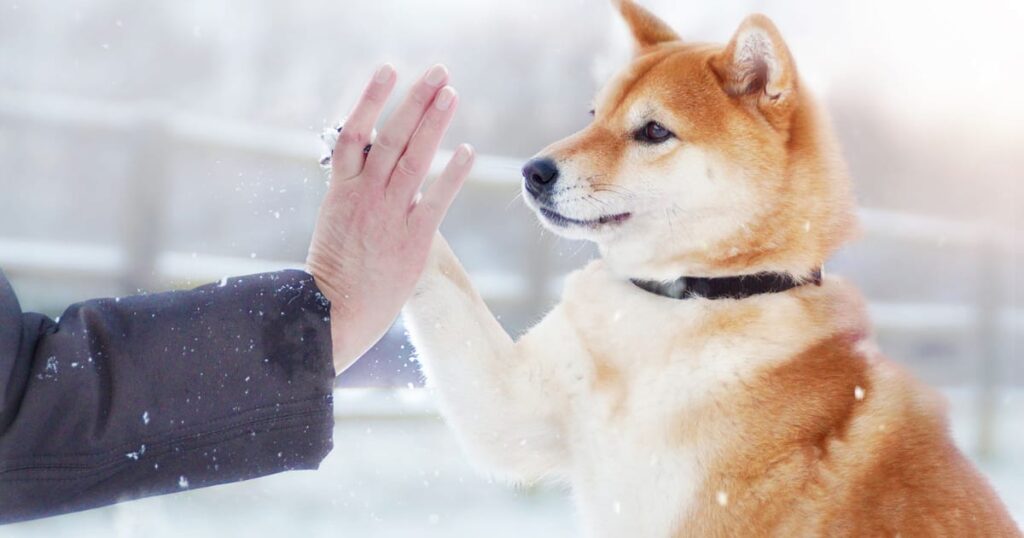 柴犬の性格と適切な接し方