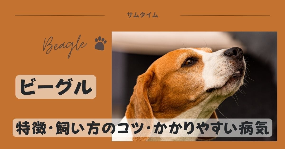 ビーグルの特徴・飼い方のコツやかかりやすい病気などを解説！