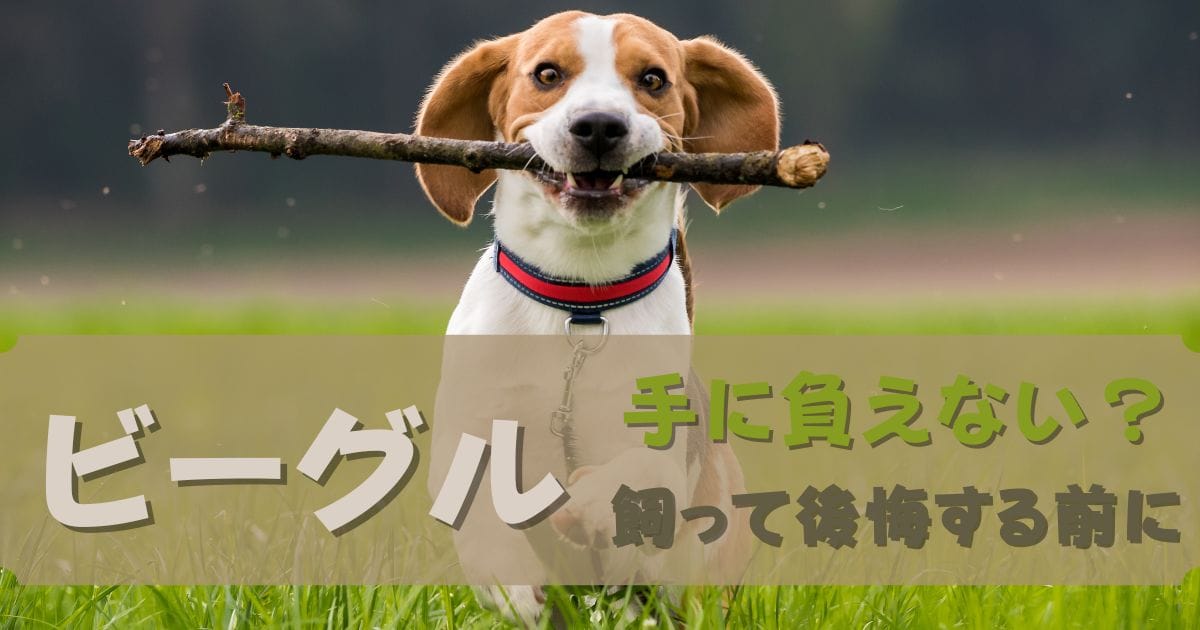 ビーグルは手に負えない？飼いやすさは？飼って後悔する前に徹底解説