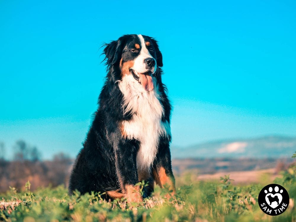 涼しい気候を好む犬種ゆえの気候ストレス