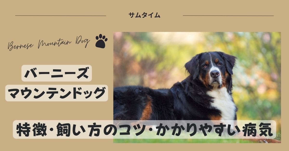 バーニーズマウンテンドッグの特徴・飼うコツや良くある病気を解説！