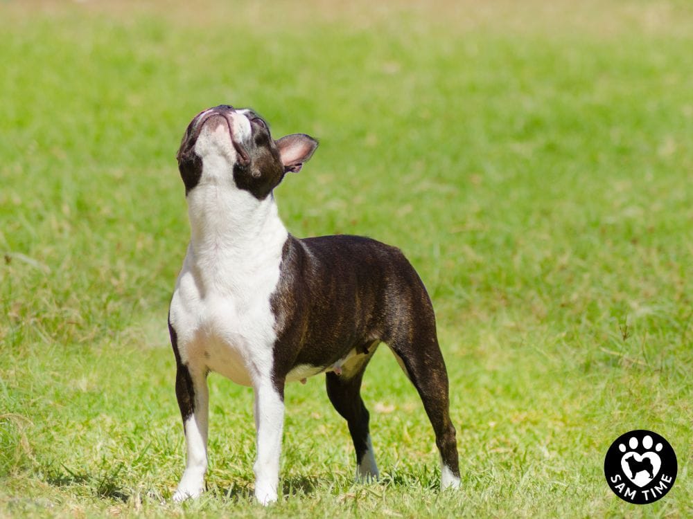 ボストンテリアを飼って後悔？理由と解決策