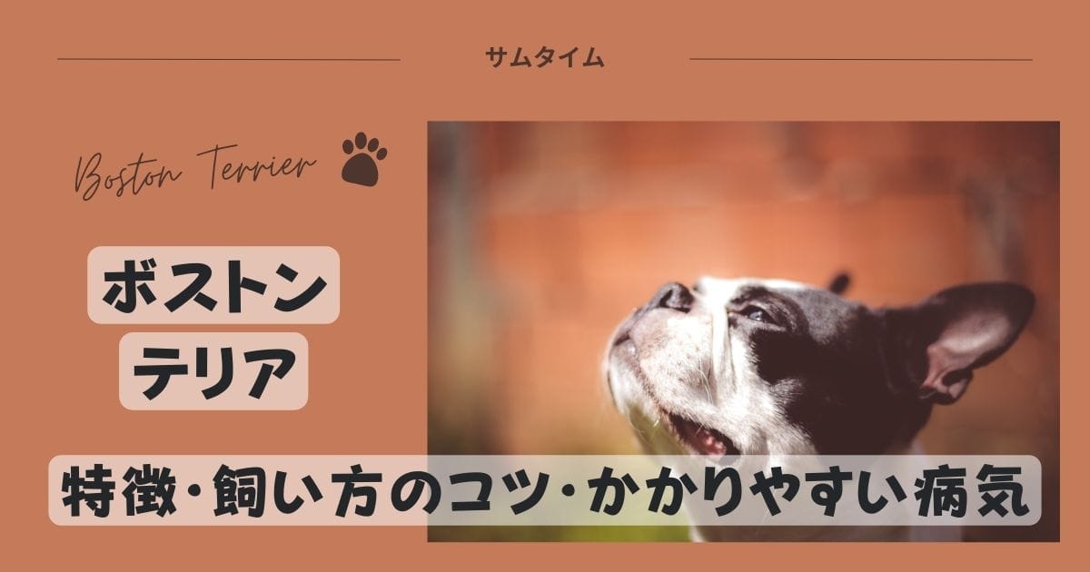 ボストンテリアの特徴・飼い方のコツやかかりやすい病気などを解説！