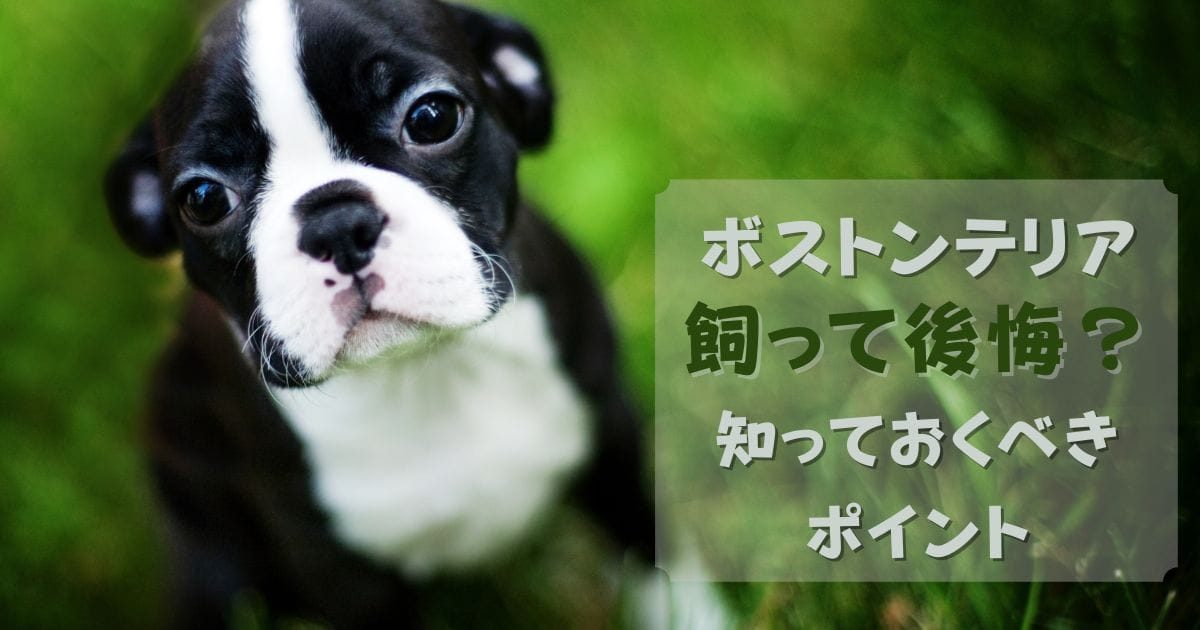 ボストンテリアは飼って後悔・飼いにくい犬？知っておくべきポイント