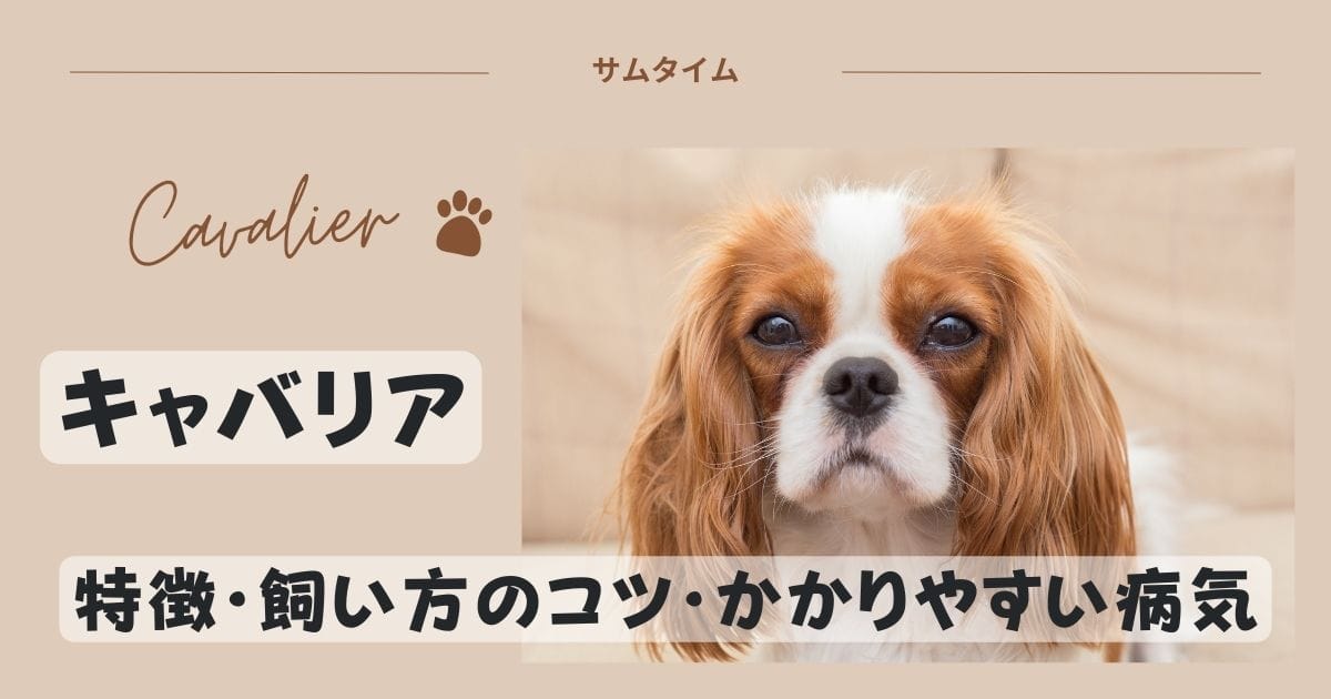 キャバリアの特徴・飼い方のコツやかかりやすい病気などを解説！