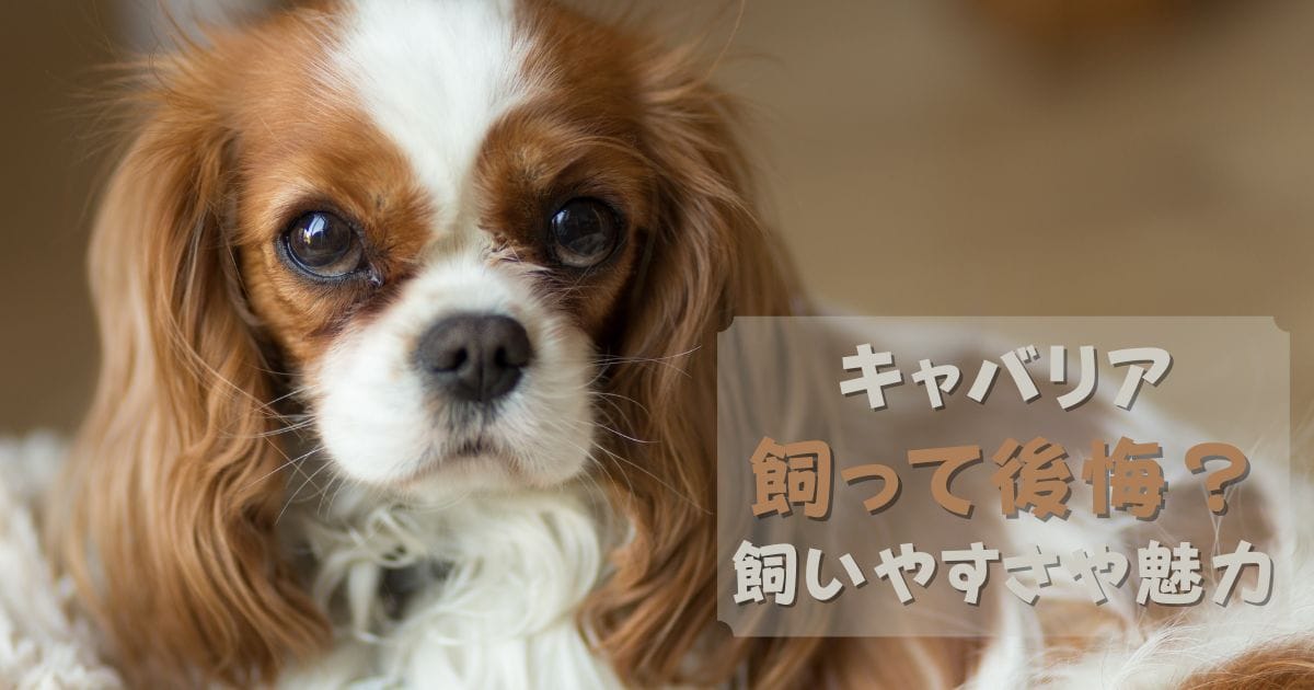 キャバリアは飼って後悔する犬なのか？飼いやすさや魅力を解説！