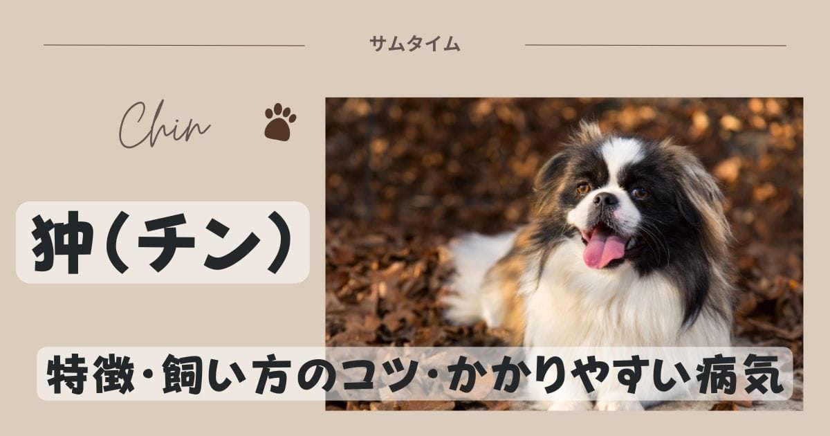 狆の特徴・飼い方のコツやかかりやすい病気などを解説！