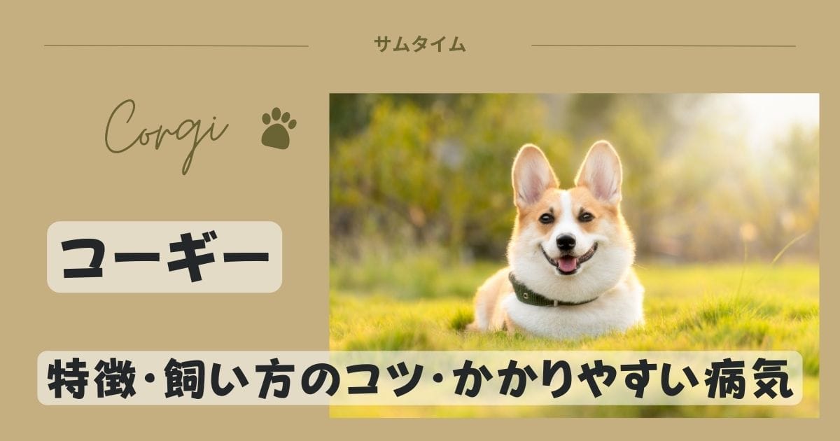 コーギーの特徴・飼い方のコツやかかりやすい病気などを解説！