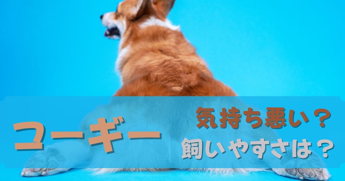 コーギーは気持ち悪い？飼いやすさは？後悔する？という誤解を解く！