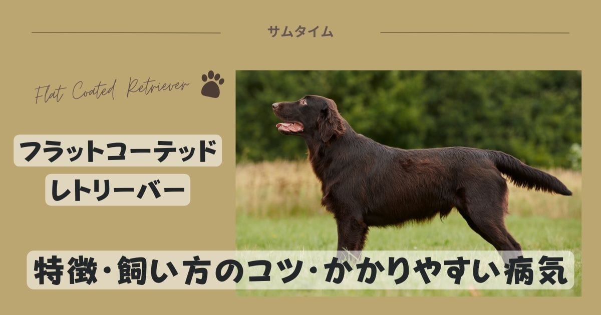 フラットコーテッドレトリーバーの飼い方や良くある病気を解説！