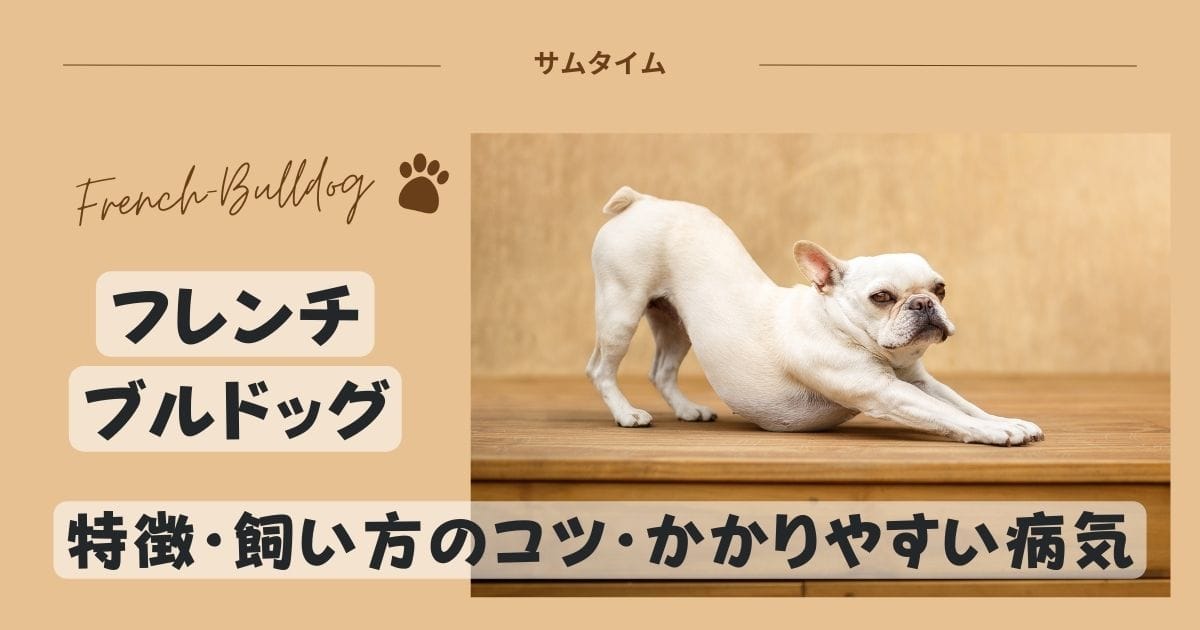 フレンチブルドッグの特徴・飼い方のコツやかかりやすい病気を解説！