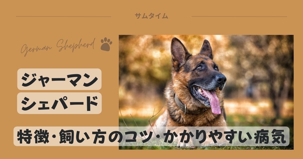 ジャーマンシェパードの特徴・飼い方のコツや良くある病気を解説！