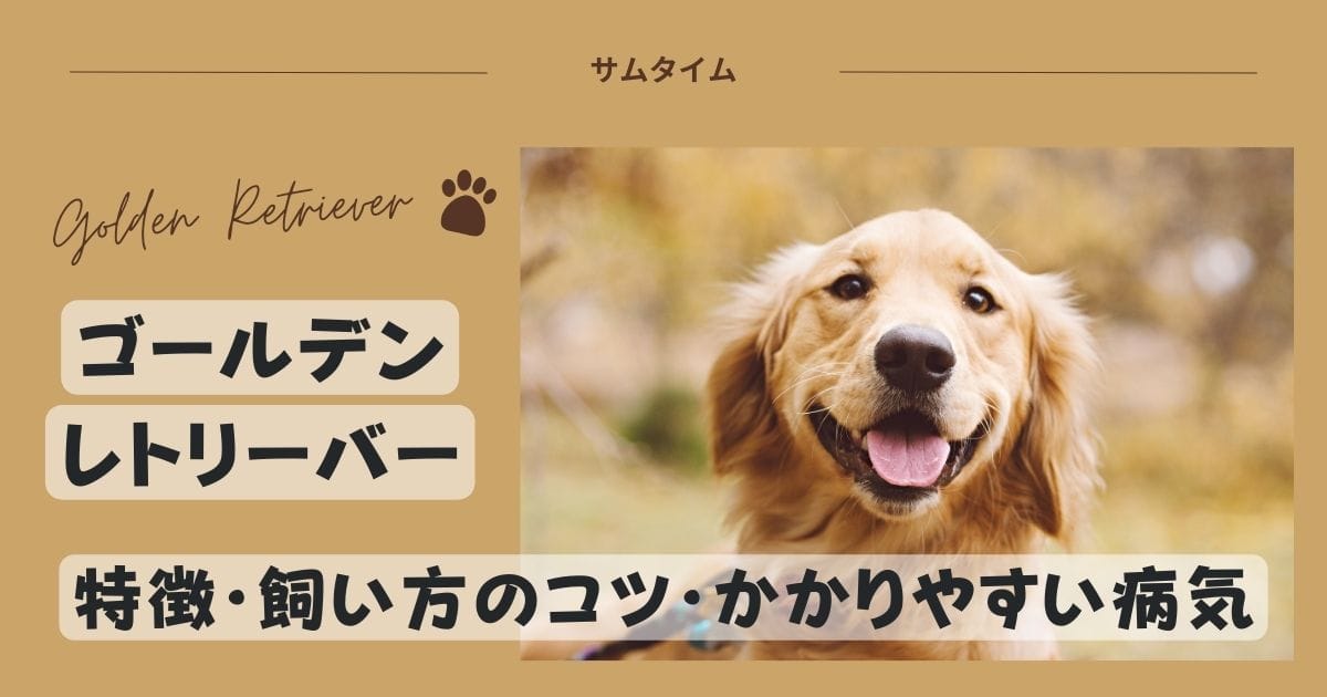 ゴールデンレトリーバーの特徴・飼い方のコツや良くある病気を解説！