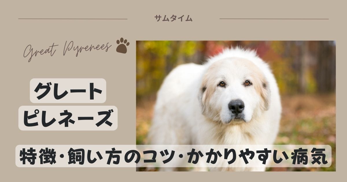 グレートピレニーズの特徴・飼い方やかかりやすい病気などを解説！