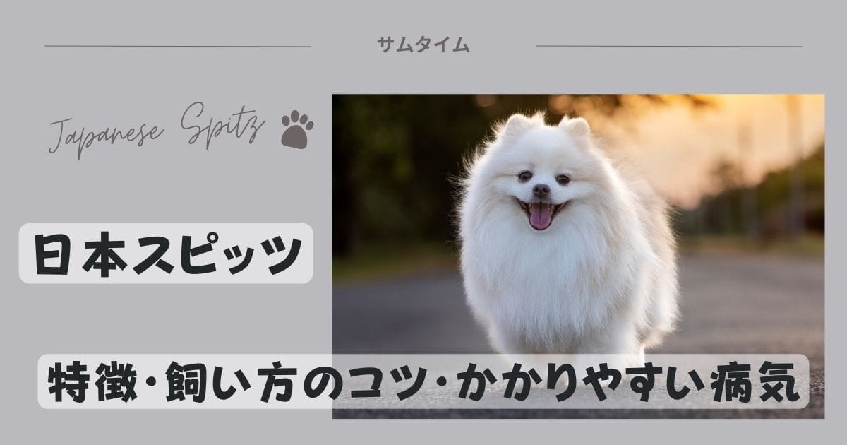 日本スピッツの特徴・飼い方のコツやかかりやすい病気などを解説！