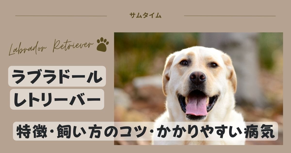 ラブラドールレトリーバーの特徴・飼い方のコツや良くある病気を解説