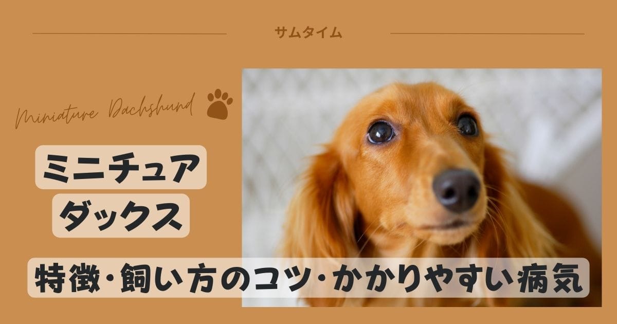 ミニチュアダックスの特徴・飼い方のコツやかかりやすい病気を解説！