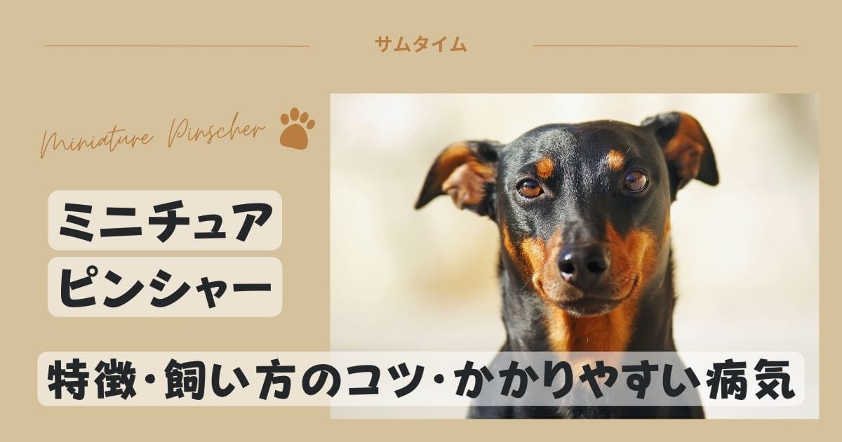 ミニチュアピンシャーの特徴・飼い方のコツや良くある病気を解説！