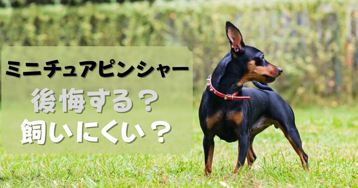 ミニチュアピンシャーは後悔する？飼いにくい犬であるかを徹底解説！