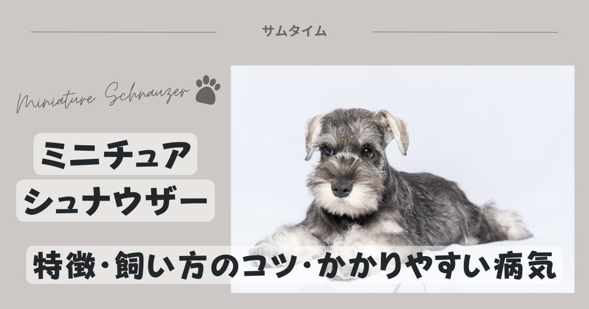 ミニチュアシュナウザーの特徴・飼い方のコツや良くある病気を解説！