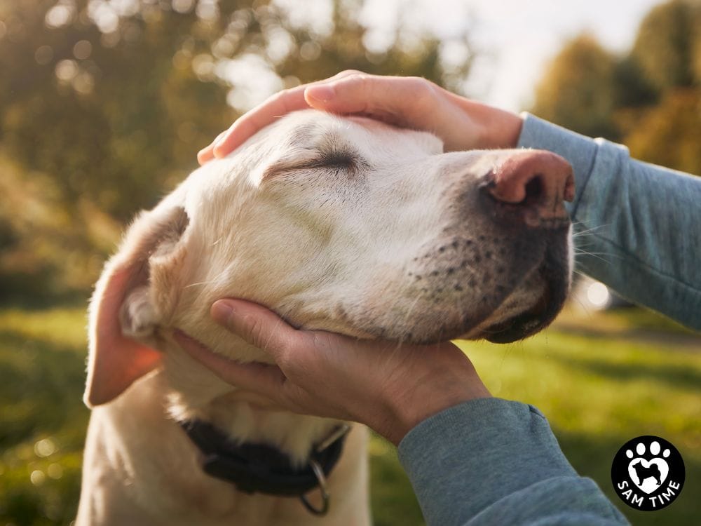 老犬への影響