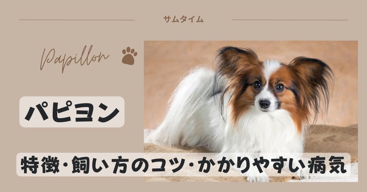 パピヨンの特徴・飼い方のコツやかかりやすい病気などを解説！