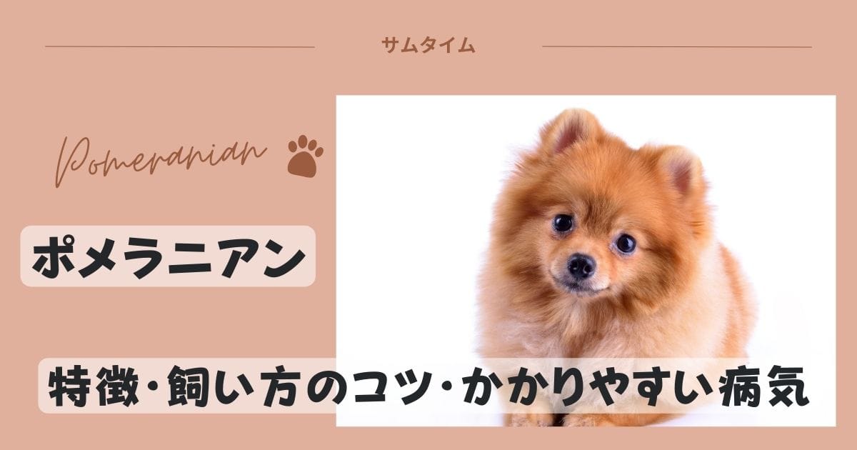 ポメラニアンの特徴・飼い方のコツやかかりやすい病気などを解説！