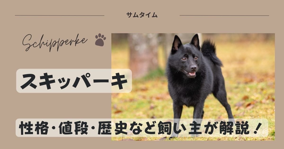 スキッパーキは珍しい犬！性格・値段・歴史など飼い主が解説！