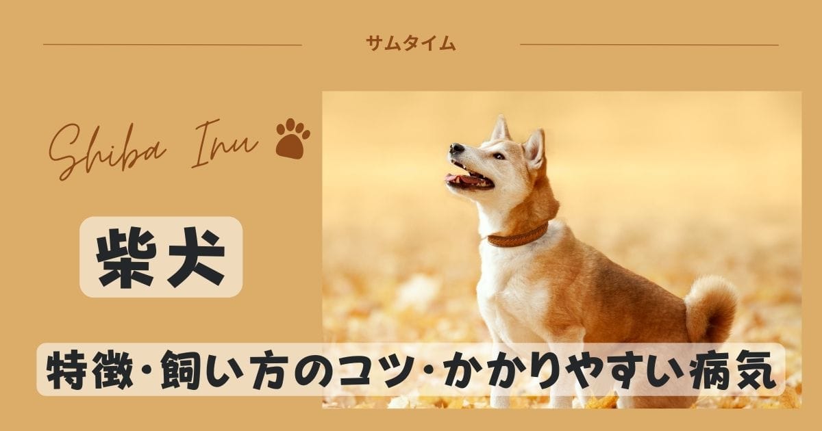 柴犬の特徴・飼い方のコツやかかりやすい病気などを解説！