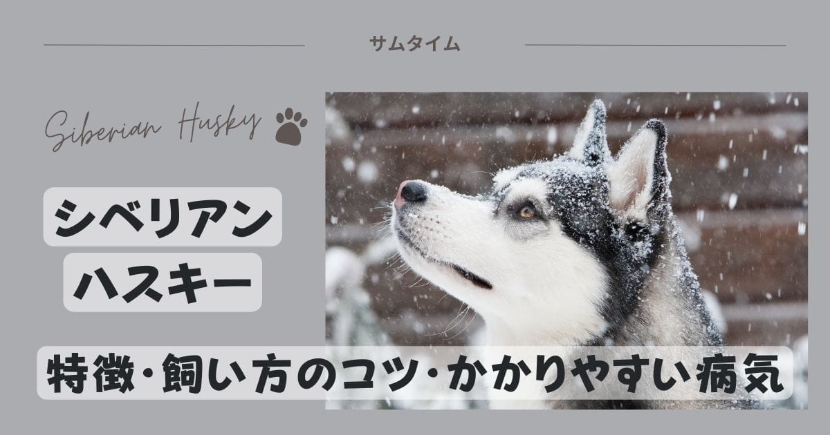 シベリアンハスキーの特徴・飼い方のコツやかかりやすい病気を解説！