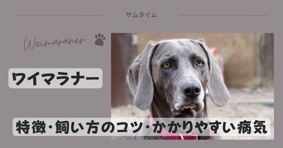 ワイマラナーの特徴・飼い方のコツやかかりやすい病気などを解説！