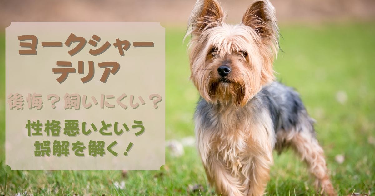 ヨークシャーテリアは後悔？飼いにくい？性格悪いという誤解を解く！