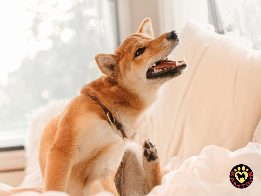 柴犬の副作用や注意点