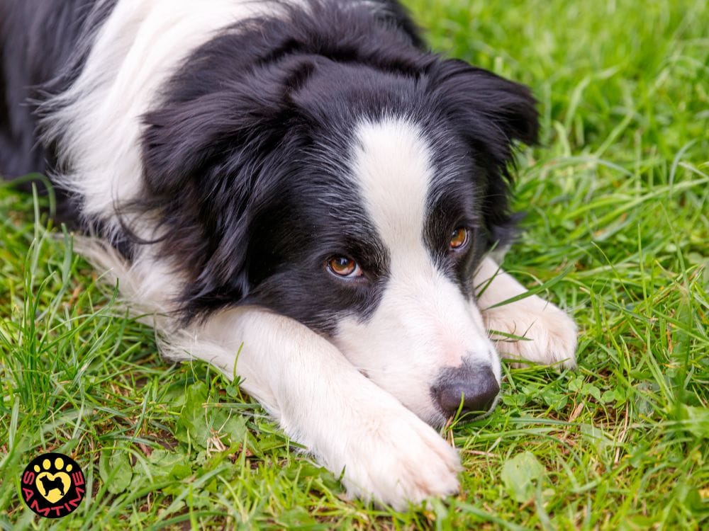 ボーダーコリーが飼いにくいと言われる理由と対処法