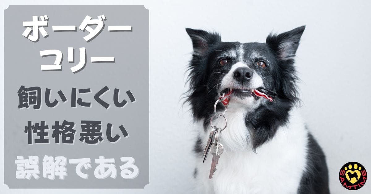 ボーダーコリーは飼いにくいとか性格悪いというのは誤解！