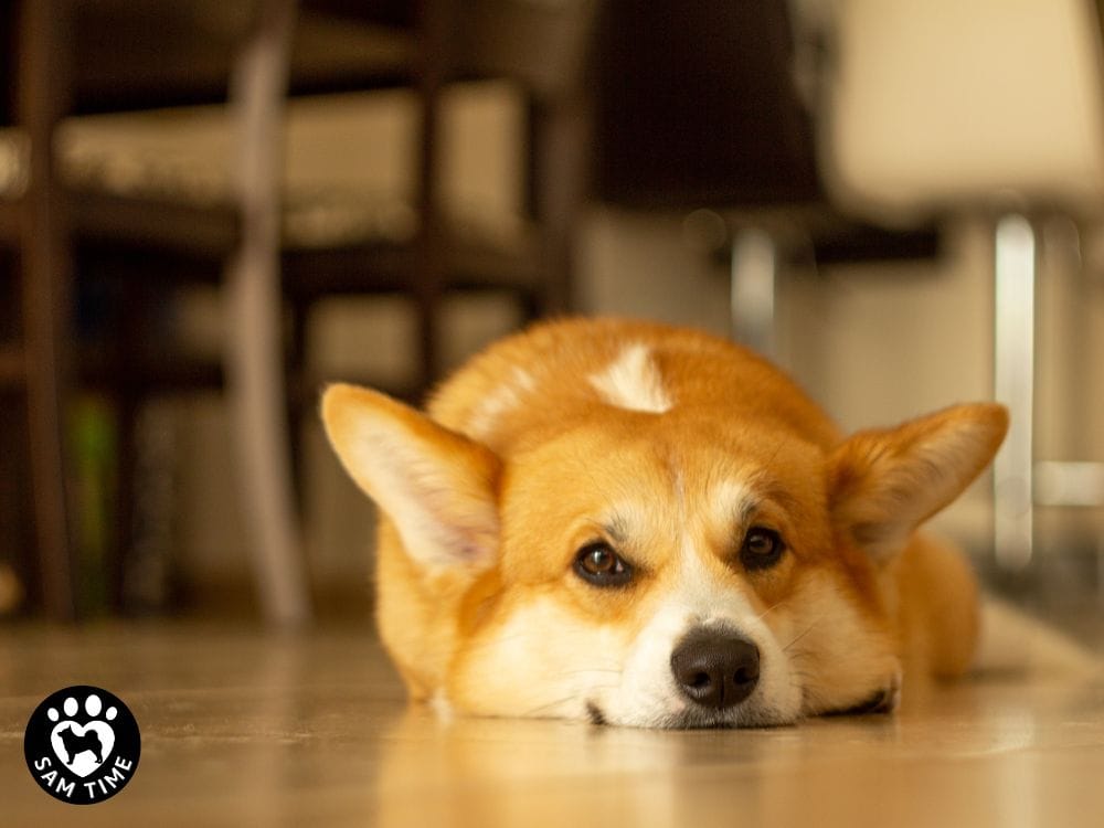 保護犬の譲渡会と里親募集の実態