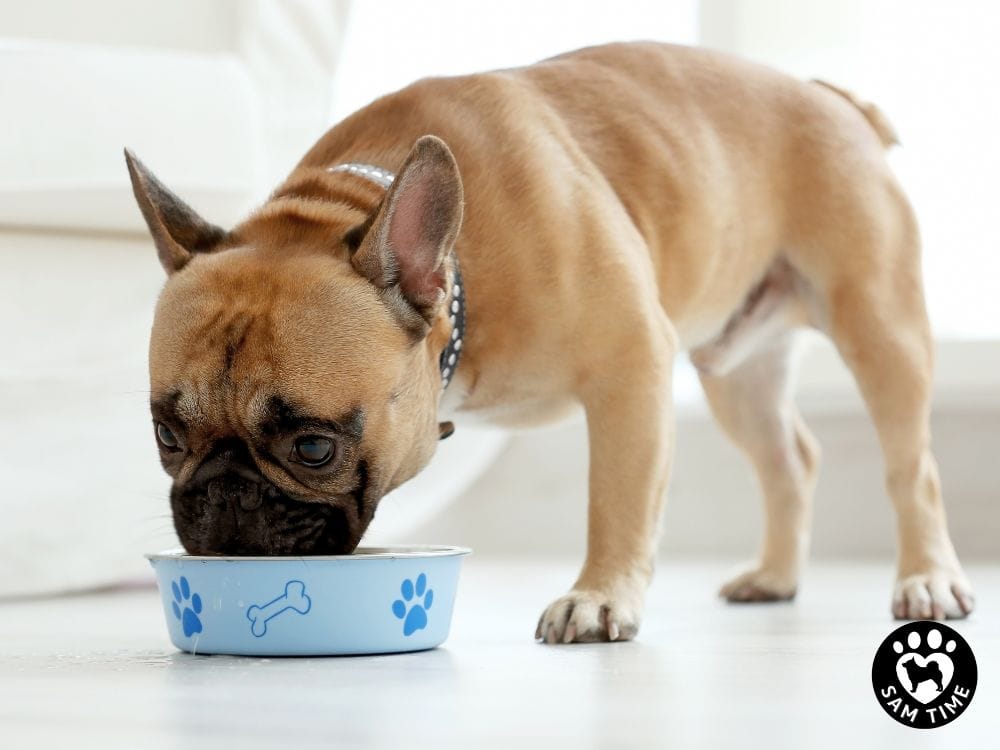 ペットショップでの飼育環境と問題点