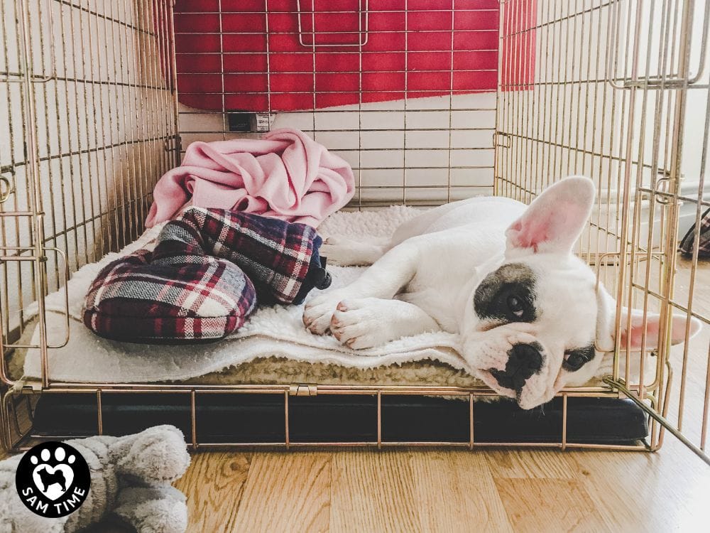 日本のペットショップ規制の現状