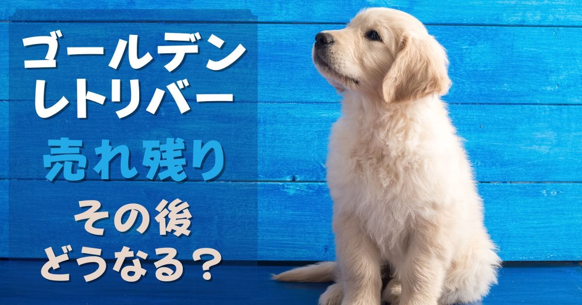 ゴールデンレトリバーの子犬が売れ残りになる理由とその後どうなる？